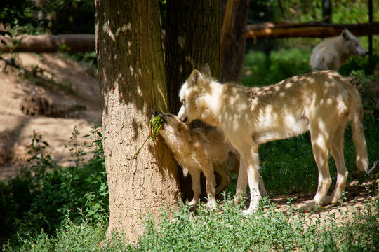 Arctic Wolf Mother With A Cub. Canis Lupus Arctos.