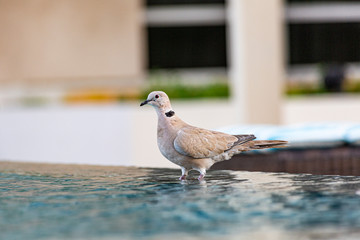 Close up picture of nice colored dove sitting on pool border