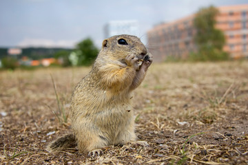 Naklejka na ściany i meble European ground squirrel in a park. Spermophilus citellus. Czech Republic