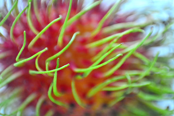 Close up red rambutan fruit with green hair,selective focus and blur image