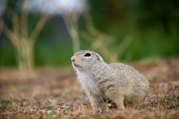 Naklejka na ściany i meble Portrait of european ground squirrel. Spermophilus citellus. Czech Republic