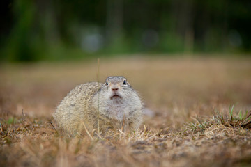 Naklejka na ściany i meble European ground squirrel on the grass. Spermophilus citellus. Czech Republic