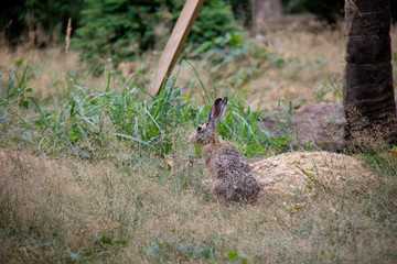 European hare on a field. Lepus europaeus. Czech Republic.