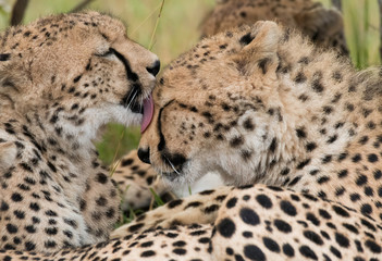 A cheetah family sitting together under a bush in the plains of Africa inside Masai Mara National Reserve during a wildlife safari