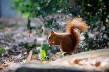 Naklejka na ściany i meble Red squirrel in forest. Sciurus vulgaris. Czech Republic