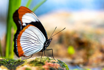 Schmetterling Portrait auf Blatt