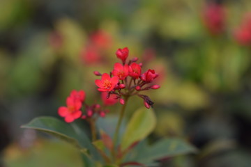 red flower in the garden