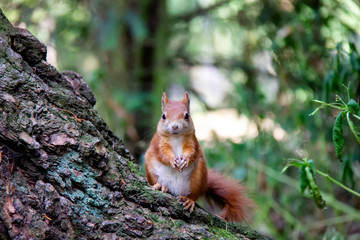 Red squirrel in forest. Sciurus vulgaris. Czech Republic