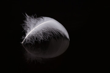 An extreme close-up and macro photograph of a detail of a soft white feather, black background.