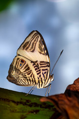 Schmetterling Portrait auf Blatt
