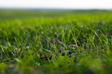 Young wheat seedlings growing on a field in autumn. Young green wheat growing in soil. Agricultural proces. Close up on sprouting rye agriculture on a field sunny day with blue sky. Sprouts of rye.
