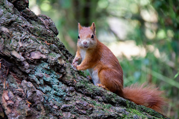 Red squirrel on a tree. Sciurus vulgaris. Czech Republic