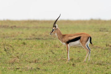 Naklejka na ściany i meble A thompsons gazelle running in the plains of Masai mara National Reserve during a wildlife safari