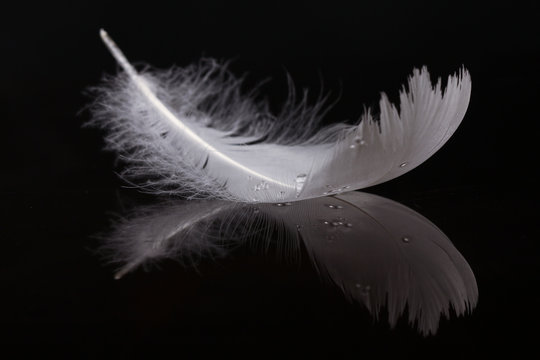 An extreme close-up and macro photograph of a detail of a soft white feather, black background.