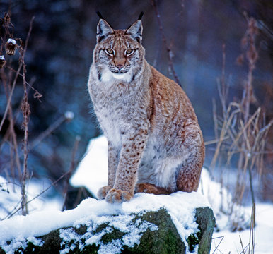 Luchs