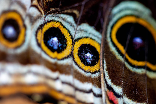 Schmetterling Augen Detail mimikri close up