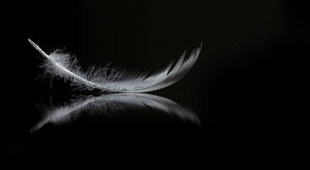Obraz premium An extreme close-up and macro photograph of a detail of a soft white feather, black background.