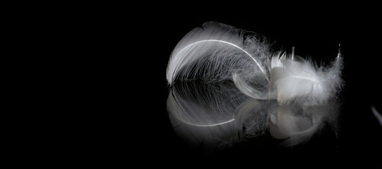 An extreme close-up and macro photograph of a detail of a soft white feather, black background.