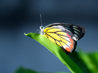 Forest butterflies on green leaves