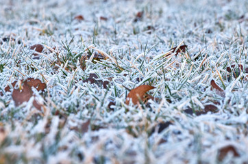 hoarfrost on field grass, background image