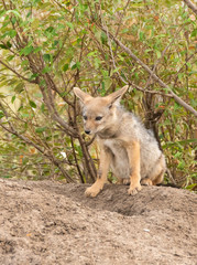Naklejka na ściany i meble A pair of jackal pups playing near their den and waiting for parents inside Masai Mara National Reserve during a wildlife safari