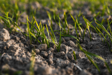 Young wheat seedlings growing on a field in autumn. Young green wheat growing in soil. Agricultural proces. Close up on sprouting rye agriculture on a field sunny day with blue sky. Sprouts of rye.