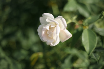 A beautiful white rose in the garden