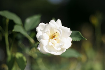 Obraz na płótnie Canvas A beautiful white rose in the garden