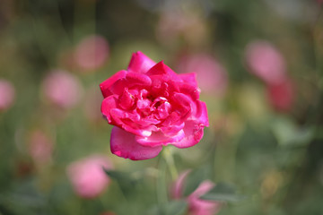 A beautiful pink rose in the garden