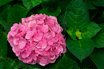 Beautiful blue hydrangea or hortensia flower (Hydrangea macrophylla) in slight color variations ranging from blue to purple.