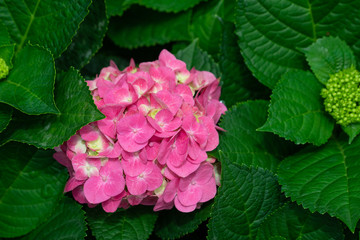 Beautiful blue hydrangea or hortensia flower (Hydrangea macrophylla) in slight color variations ranging from blue to purple.