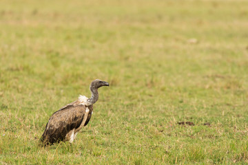 Obraz na płótnie Canvas A portrait of white-backed vulture waiting in the plains of Africa inside Masai Mara National Reserve during a wildlife safari