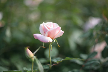 A beautiful pink rose in the garden
