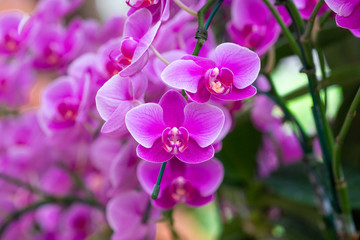 Beautiful purple orchid flowers. Phalaenopsis orchid (moth orchids) pink and white flowers blooming in the garden.