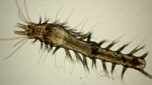 worm Polychaeta under a microscope, this is the Annelida class, live in marine and fresh waters, both the detritus and predators