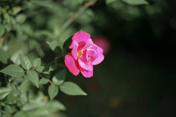 A beautiful pink rose in the garden