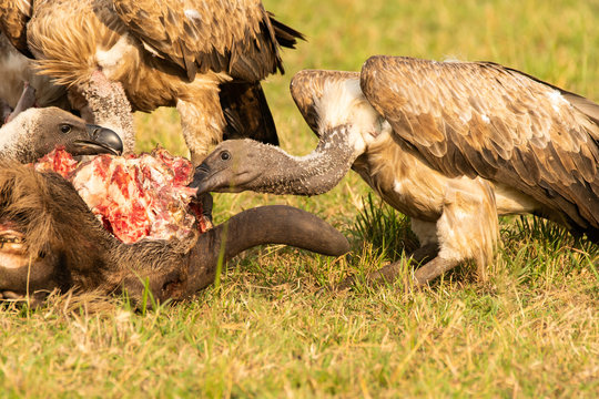 A group of vultures feeding on a kill left over by a cheetah in the plains of Masai Mara National Reserve during a wildlife safari