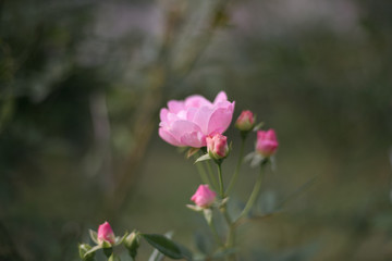 A beautiful pink rose in the garden