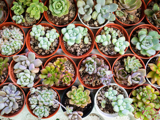 Group colorful of succulent in orange pot for background