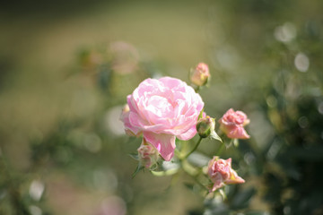 A beautiful pink rose in the garden
