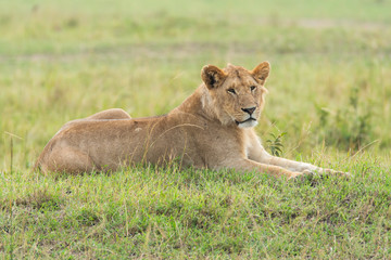 Fototapeta na wymiar A lioness relaxing near a bush in the plains of africa inside Masai Mara National Reserve during a wildlife safari