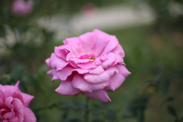A beautiful pink rose in the garden