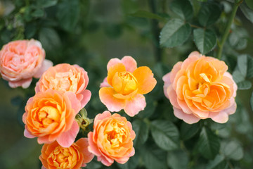 A beautiful peach orange rose in the garden