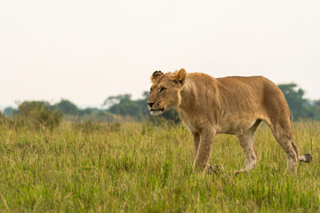 Fototapeta na wymiar A lone lioness walking in the plains of Masai Mara National Reserve during a wildlife safari