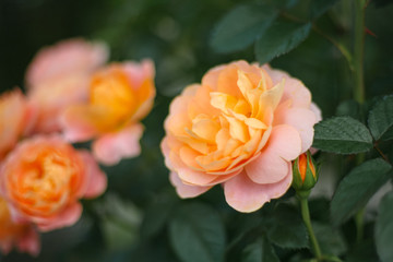 A beautiful peach orange rose in the garden