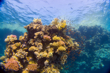 Naklejka na ściany i meble Beautifil coral reefs of the red sea underwater fotographie, deep south