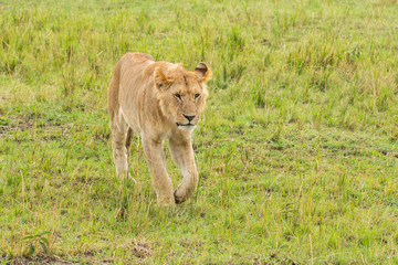 Obraz na płótnie Canvas A lone lioness walking in the plains of Masai Mara National Reserve during a wildlife safari