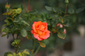 A beautiful peach orange rose in the garden