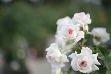 Obraz na płótnie Canvas A beautiful white rose in the garden