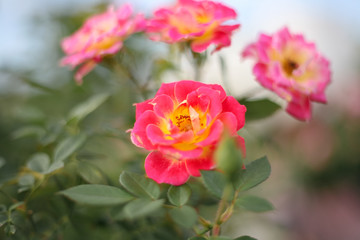 A beautiful peach orange rose in the garden
